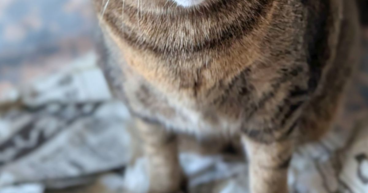 『やっつけておいたよー』朝起きると、破れた新聞紙の上に座っていた猫→顔を見たら…「可愛すぎて許しちゃうｗ」「楽しそうｗ」と2万いいね