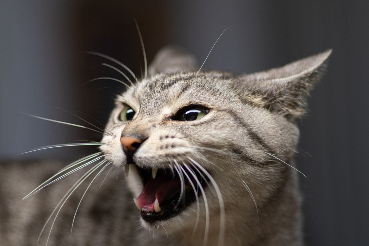 猫が『嫌いな人』にしかしない鳴き方3選　この鳴き声を聞いたら、どう対処すれば？