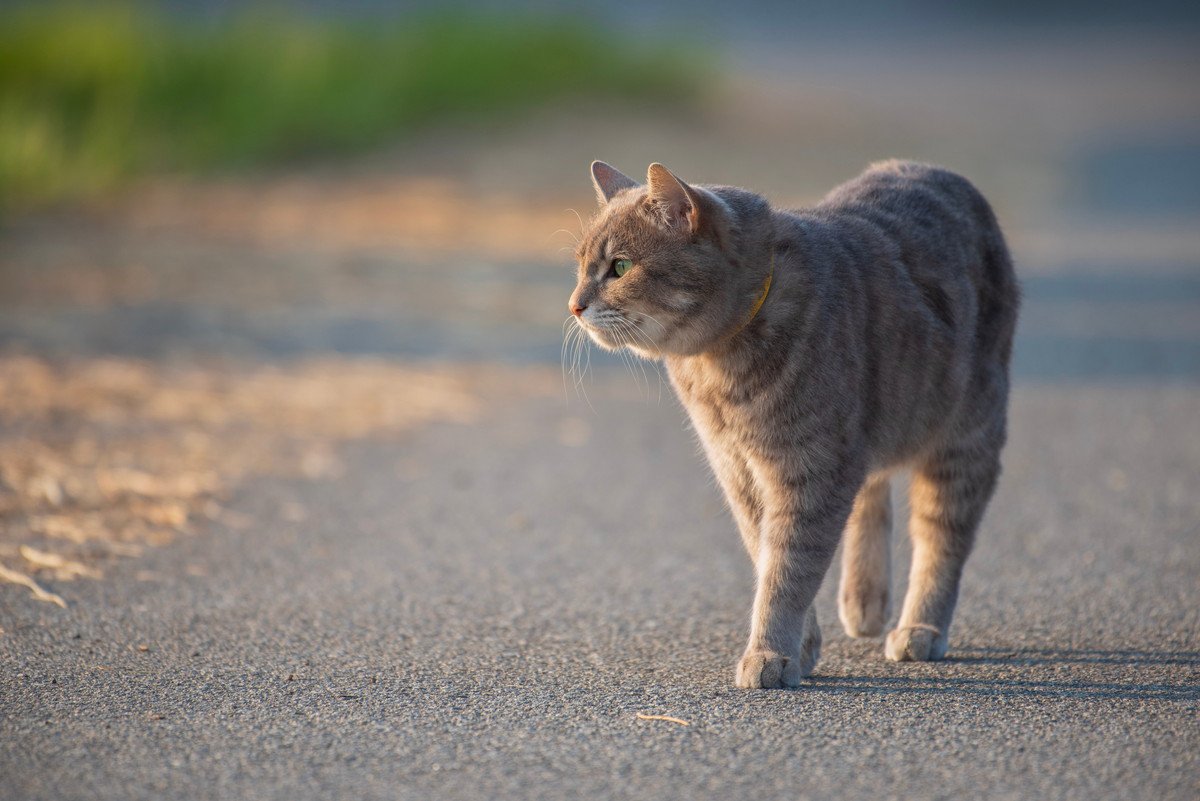 猫にも『帰巣本能』がある？考えられる5つの説　遠くからでも自力で帰ってこれるのはなぜ？