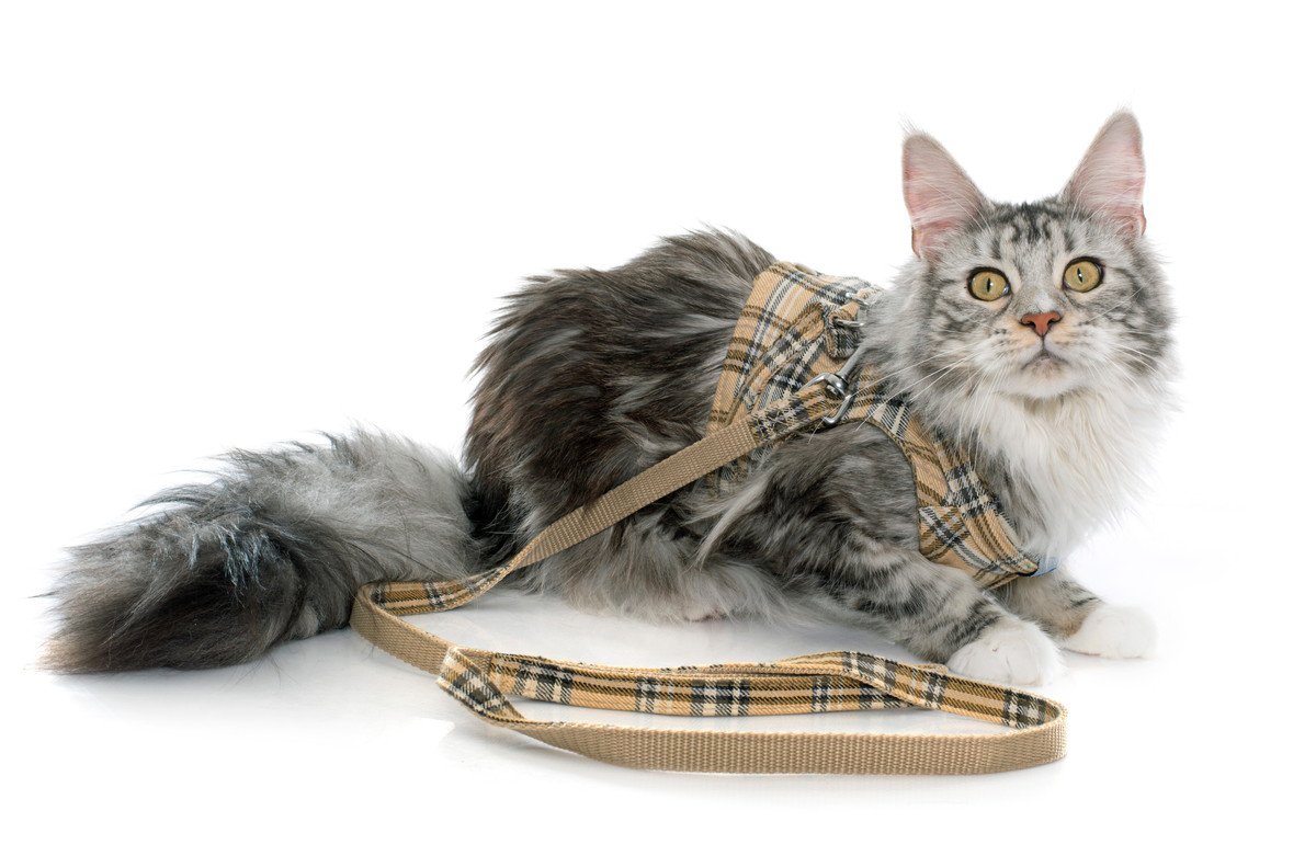 猫にリードやハーネスは必要？おすすめのタイプや装着するときの注意点を解説