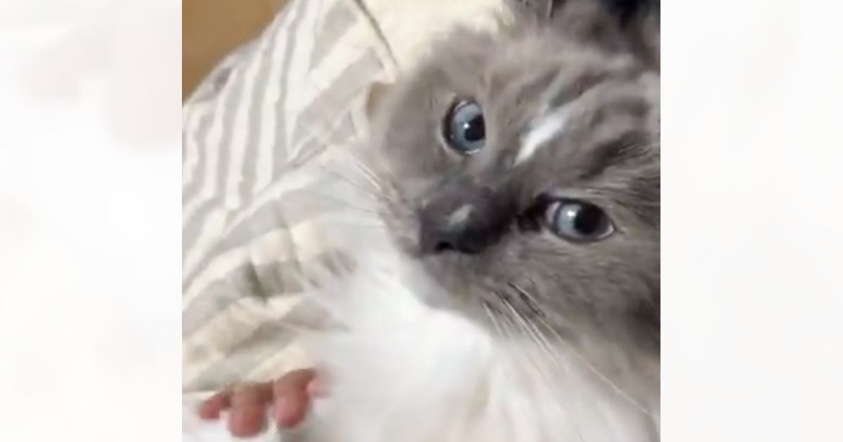 3年以上いっしょに暮らしている飼い主には塩対応な猫→たまに来る代理飼い主には…まさかの反応に「完全に愛し合ってる」「大好きが伝わる」の声