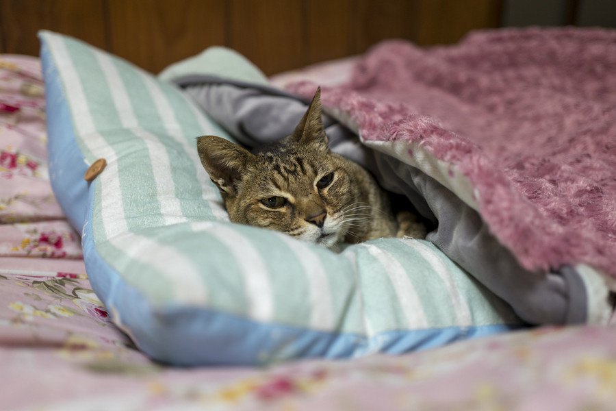 老猫の最期を看取りたい。お別れで苦しませないためには