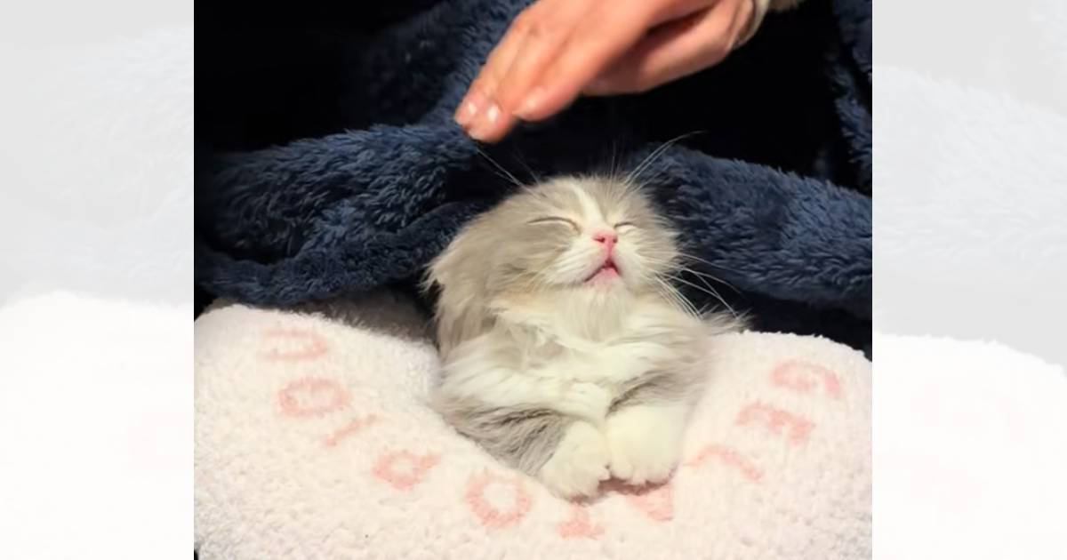 寝落ちした子猫→毛布をかけて優しく撫でたら…胸がキュッとなる『尊すぎる瞬間』が670万再生「私が産みました」「一生幸せに生きてくれ…」