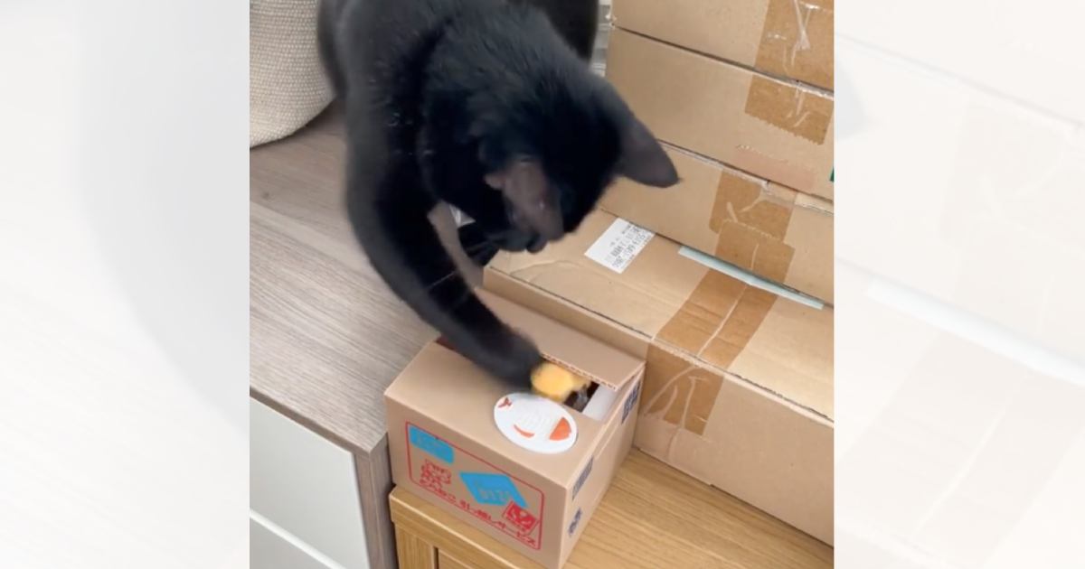 飼い主さんがおもちゃのスイッチを押した次の瞬間、猫が…衝撃の速さで連打し始める『まさかの光景』が561万再生「オラオラオラ」「爆笑した」