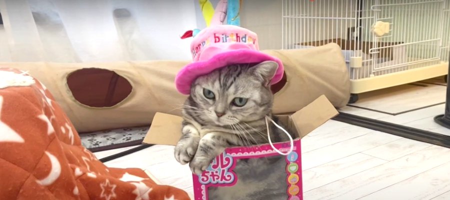 祝！猫ちゃん7歳の誕生日はスペシャルディナーを堪能♡