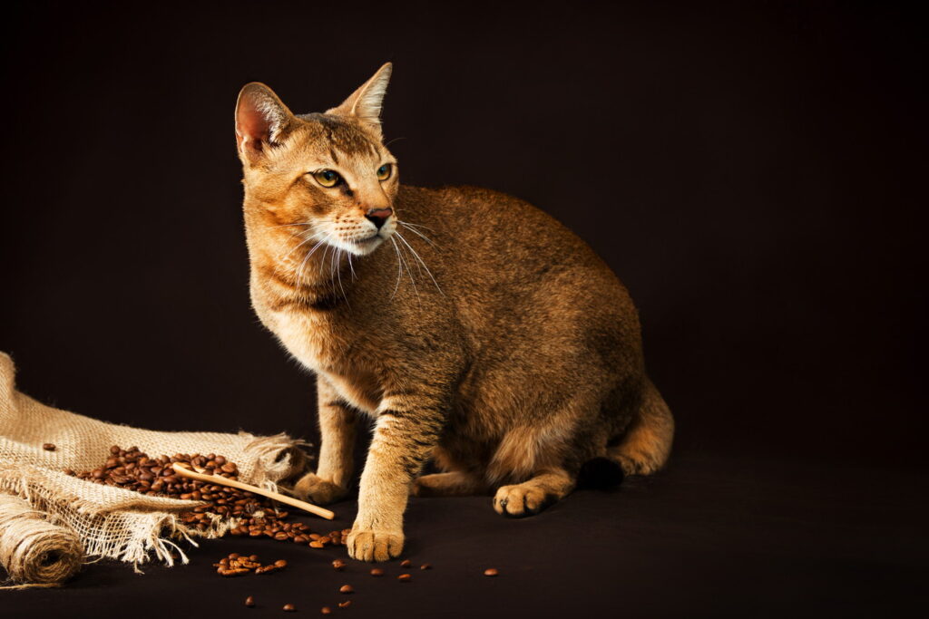 チャウシー｜猫種の性格や大きさ、販売価格から病気や寿命まで徹底解説