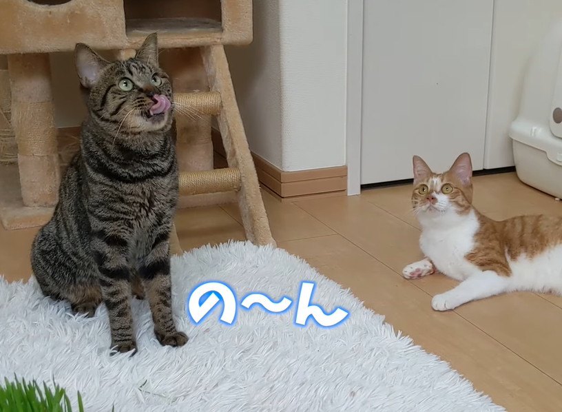 猫草キャッチで遊ぶニャンズ♪ところが最後に気付いちゃった！