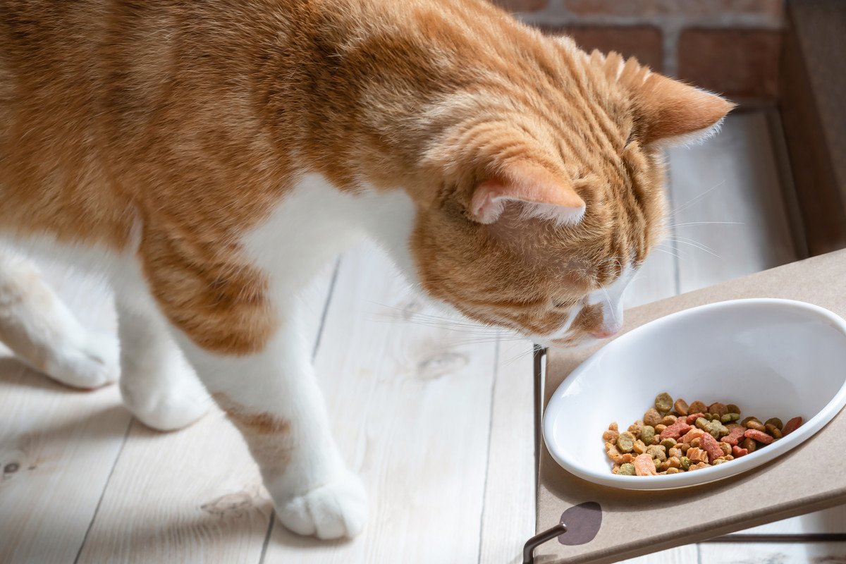 猫が『フードに飽きてしまう』ときの理由3つ　食べないときに試したい改善策もご紹介