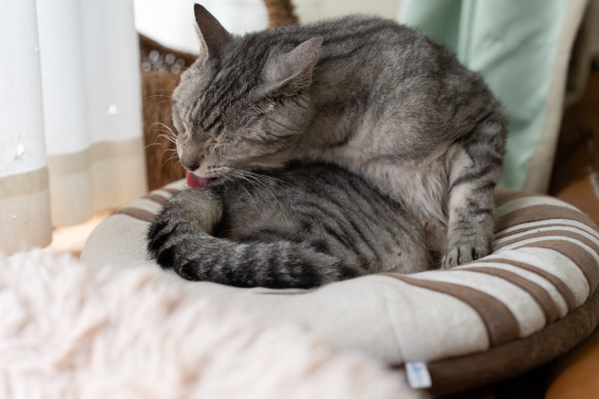 猫が『なでられた場所を舐める』ときの理由4つ　触られたくなかったの？行動に隠された意味を解説