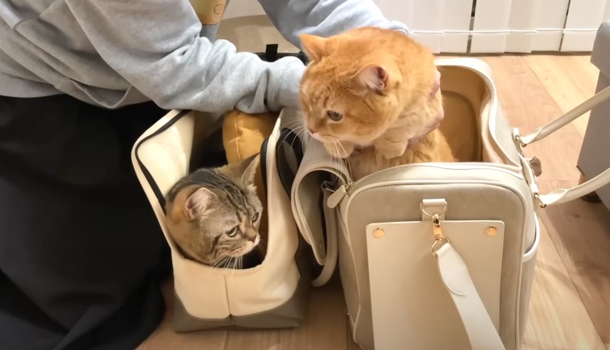 『引っ越し歴5回の兄猫と2回目の弟猫』反応の違いを見てみると…想像以上の差がすごいと６万再生「先輩はさすがだね」「探検する姿が可愛い」
