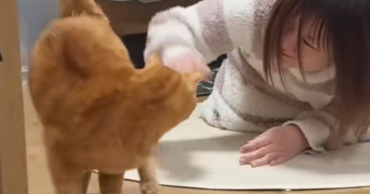 酔っ払いが猫の前で『ポーズ』をとったら……凄すぎる『まさかの展開』に「犬でもしてくれないｗ」「通じ合っててかわいいｗ」と反響