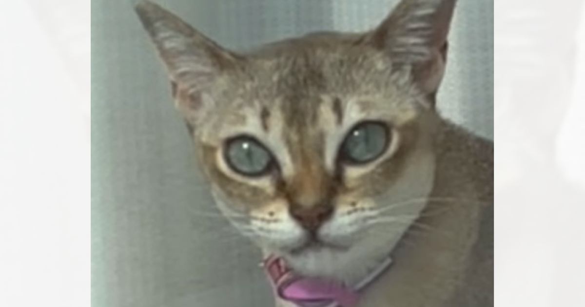 窓辺に座って『飼い主さんの帰りを待っていた猫』→近づいたら…まさかの展開に爆笑する人が続出「おもしろすぎるｗ」「何回も見てしまったｗ」