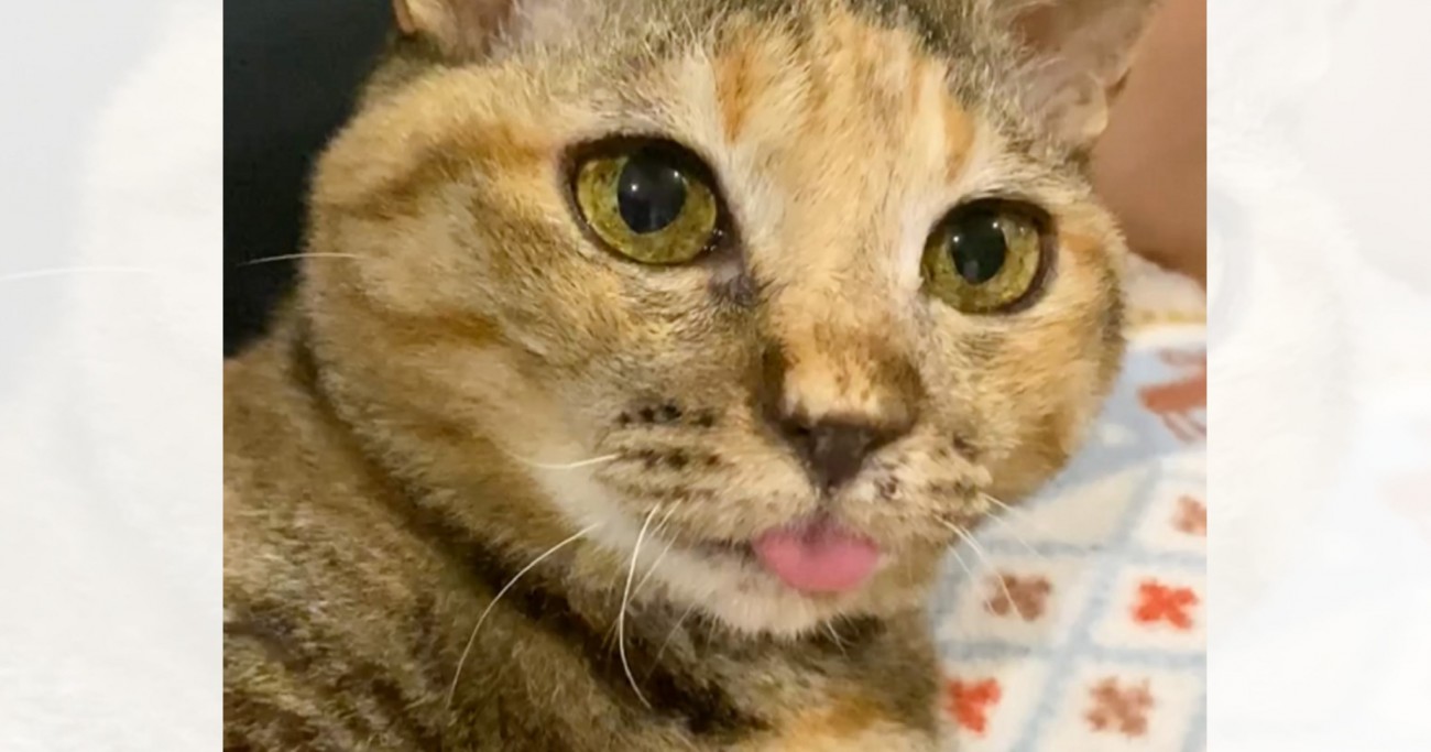 舌をしまい忘れた猫を撮影していたら、突然……予想外の『可愛すぎる瞬間』に1万8000いいね「油断させておいてｗ」「何回も見てしまう」