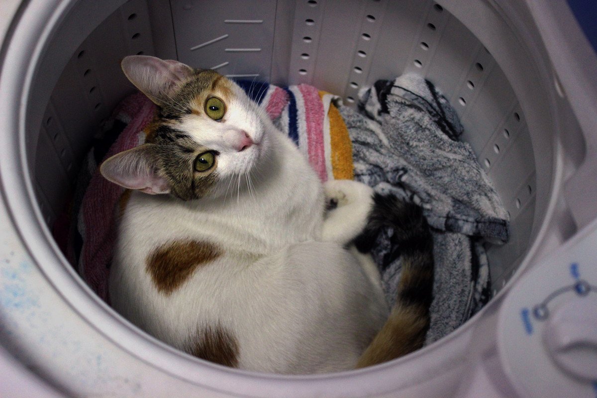 猫にとって凶器になる『危ない家電』5選　起こり得る事故と取るべき対策