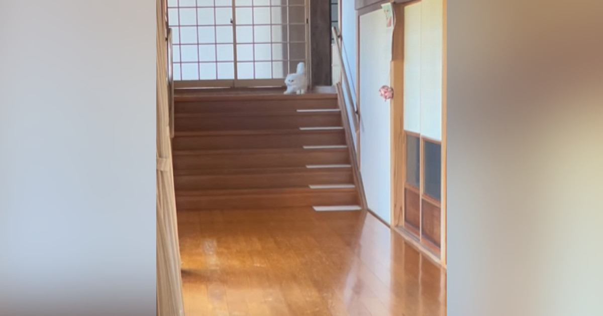 ふわふわの白い長毛猫ちゃん→『長い廊下』に出てくると…見惚れるほどの『全力疾走』が71万再生「すごーい」「全ての猫が憧れる廊下」