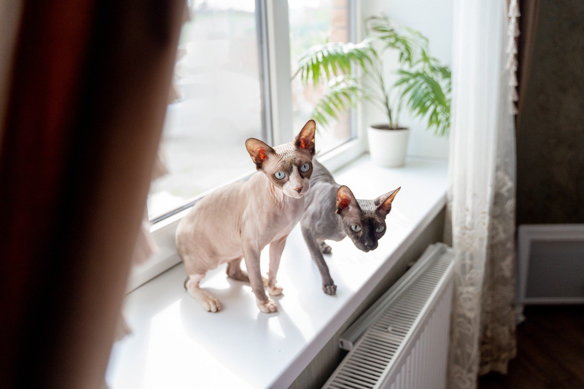『抜け毛が少ない』傾向にある猫種4選　目立ちにくいワケやそれぞれの特徴もご紹介