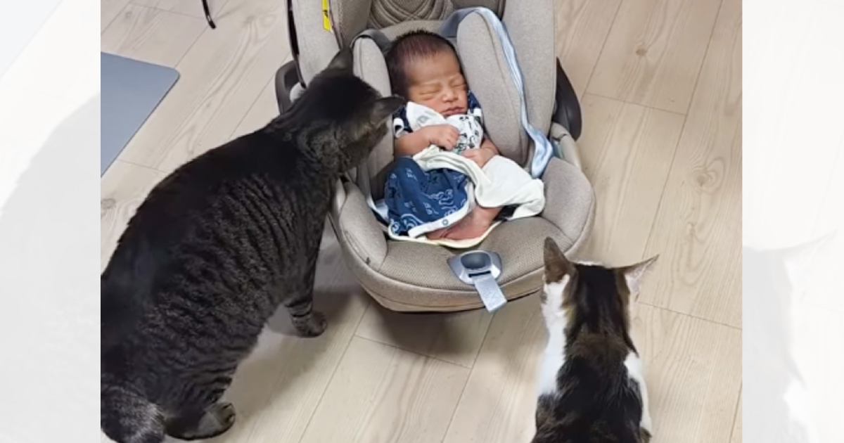 お家に新しい家族がやって来たら……猫と赤ちゃんの『初対面の光景』が尊すぎると55万再生「とっても素敵」「優しさがあふれてる」と話題に
