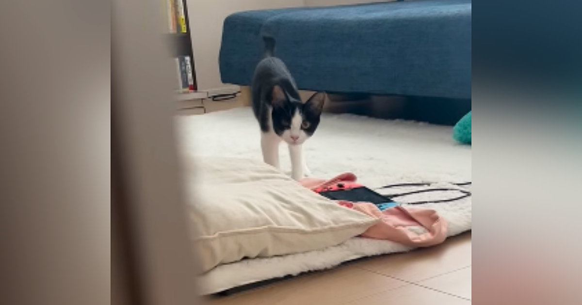 猫と『だるまさんがころんだ』で遊んでみたら→途中までは上手くいっていたのに…『思っていたのと違う展開』に「まぁ～かわいい」「笑った」