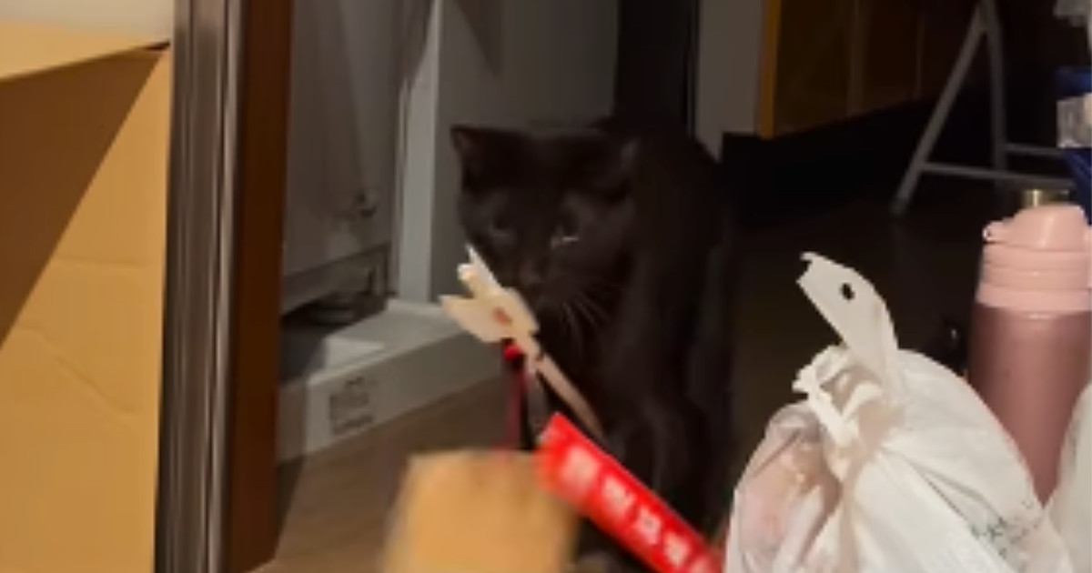 破魔矢を買ってきたら、猫が…予想外の行動に笑ってしまう人が続出「邪気払いしてくれたんだねｗ」「かんわいいい」と26万再生