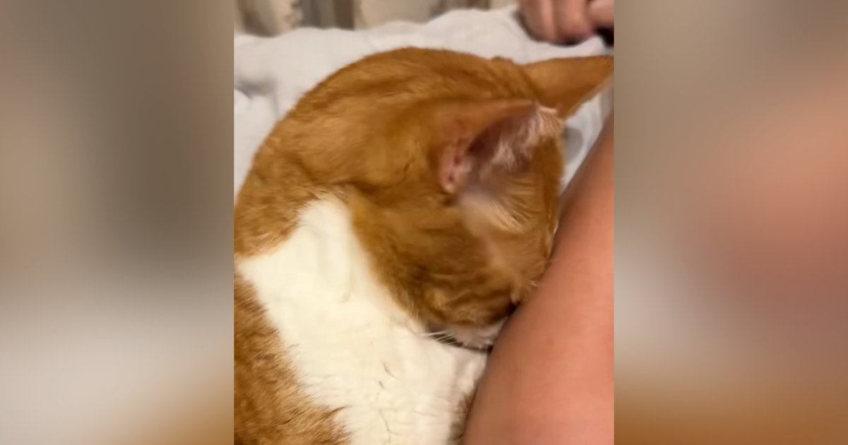 ママの腕にべったりと顔をくっつけて甘える猫→『鼻』を見たら…『まさかの光景』に3万いいね「ベテラン赤ちゃんｗ」「かっわいすぎるー」