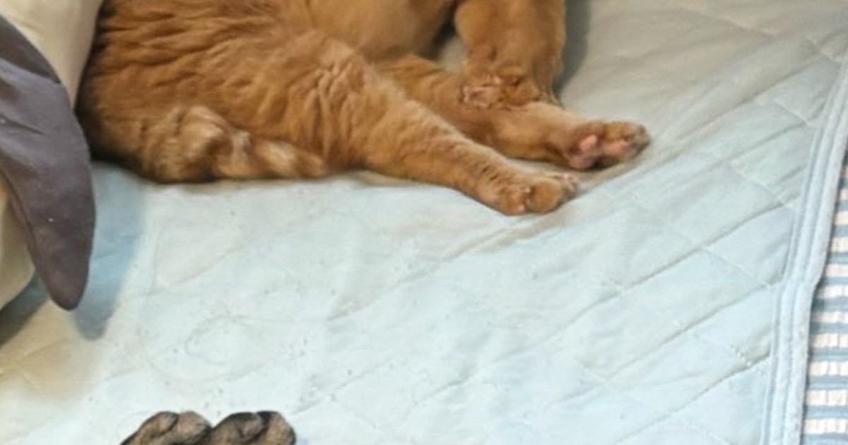 猫たちのために働く飼い主、お見送りを期待するも…笑ってしまう『出勤前の光景』に7万いいね「最高の見送り方ｗ」「頑張れおとうちゃんｗ」
