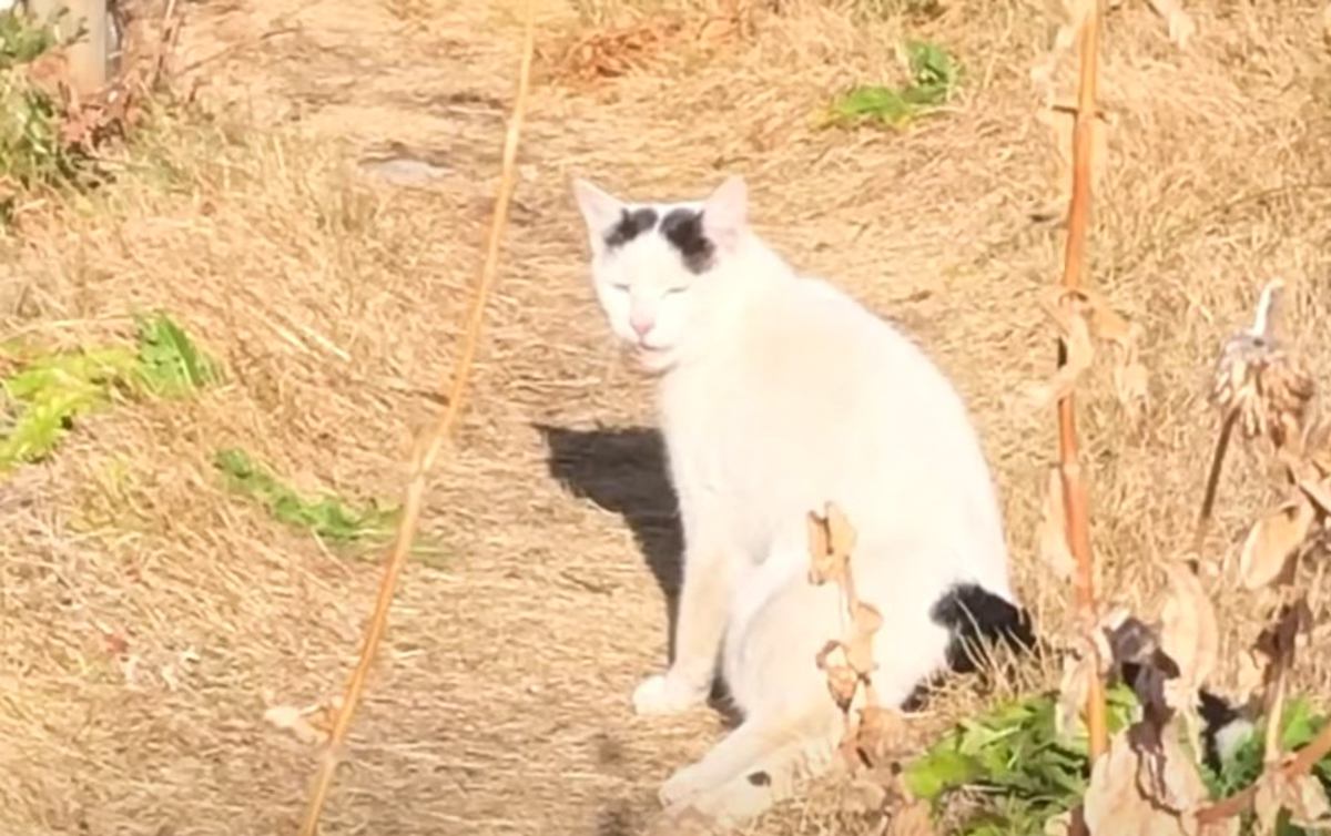 『たすけてください』足を引きずる野良猫が…運命的な出会いの様子に号泣する人続出「胸がいっぱいになった」「涙が止まらない」と80万再生