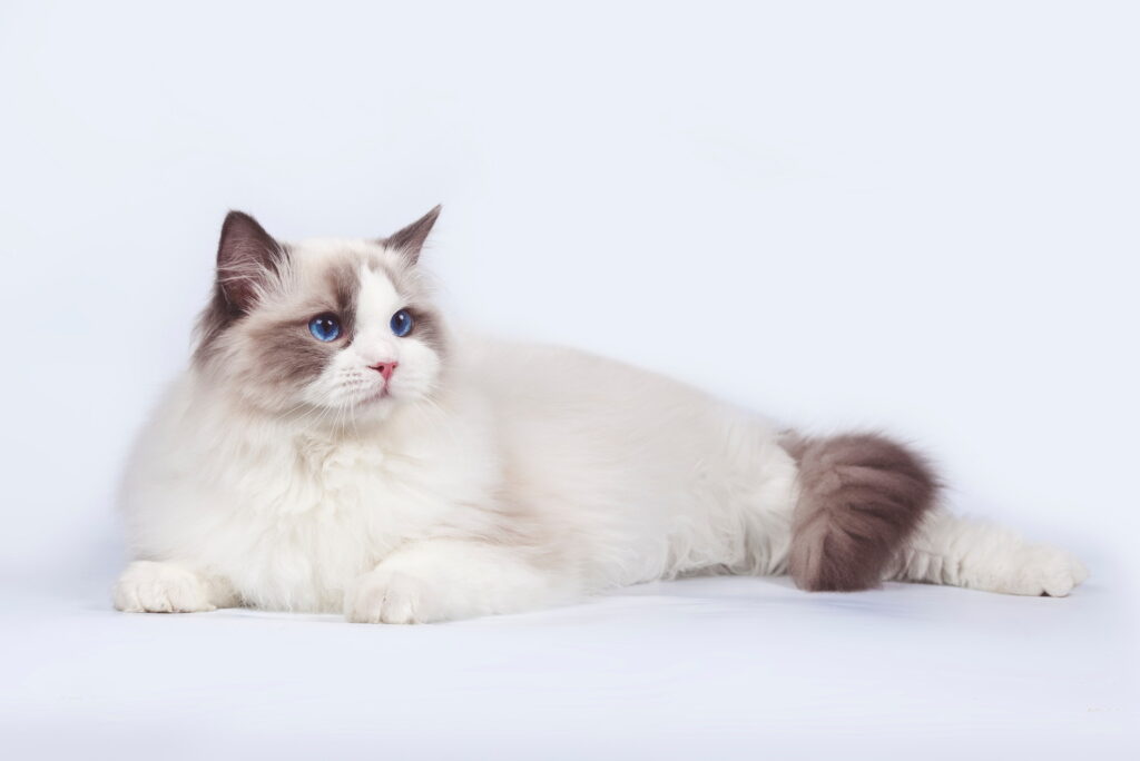 【獣医師監修】ラグドールは飼いやすい？猫種の性格や飼う前の注意点・価格相場まで徹底解説