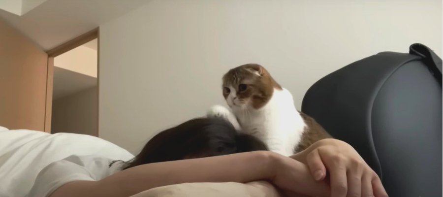 『ママ起きてニャ』寝たふりをする飼い主さんを起こす猫ちゃん！