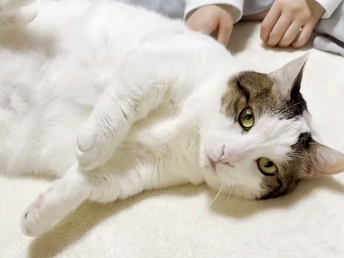 お姉ちゃんが疲れて帰宅すると、フワフワの愛猫がお腹を見せて…『思う存分癒やしてあげる姿』に「どちらもハッピーだね」「全員かわいい」の声