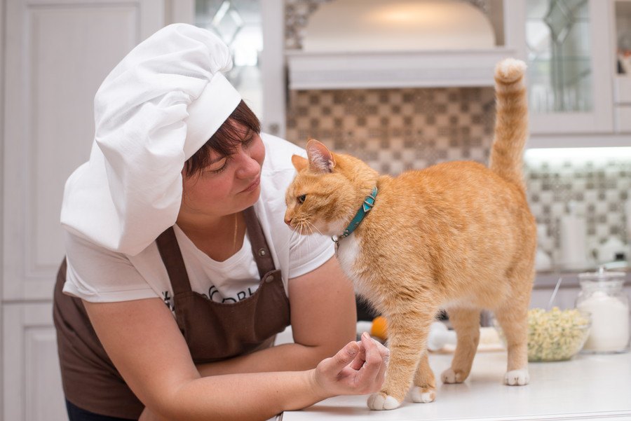 猫の体はとてもデリケート！毎日の食事をアドバイス