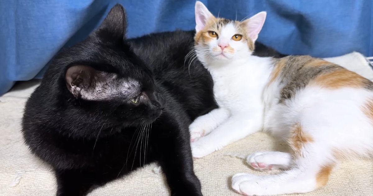 子猫たちのお世話をしたい黒猫→子猫が近づいてくると…『尊すぎる光景』にほっこりする人が続出「なんて優しいの」「とっても癒された」