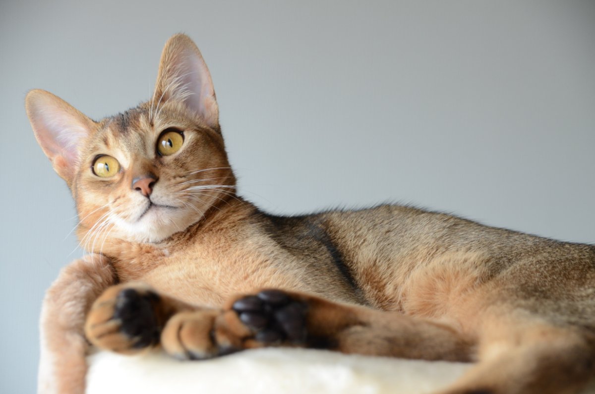 『飼うのが難しい』といわれている猫種5選　それぞれの性格から飼い主に必要な心得まで