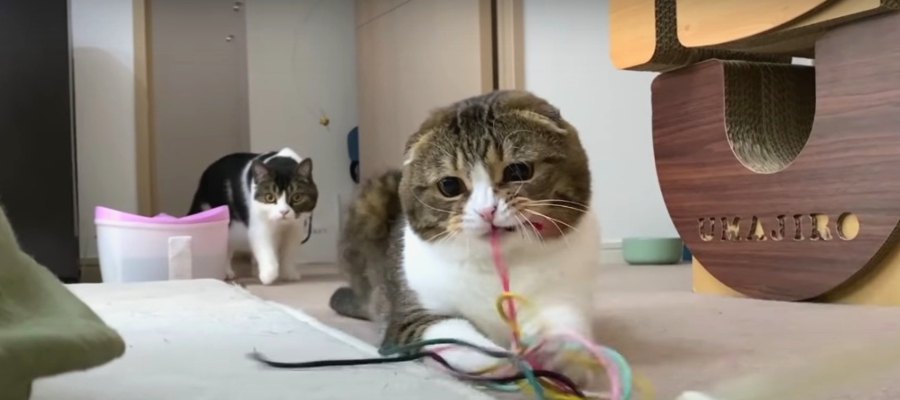 『これで遊ぼう！』とってもわかりやすくアピールする猫さん