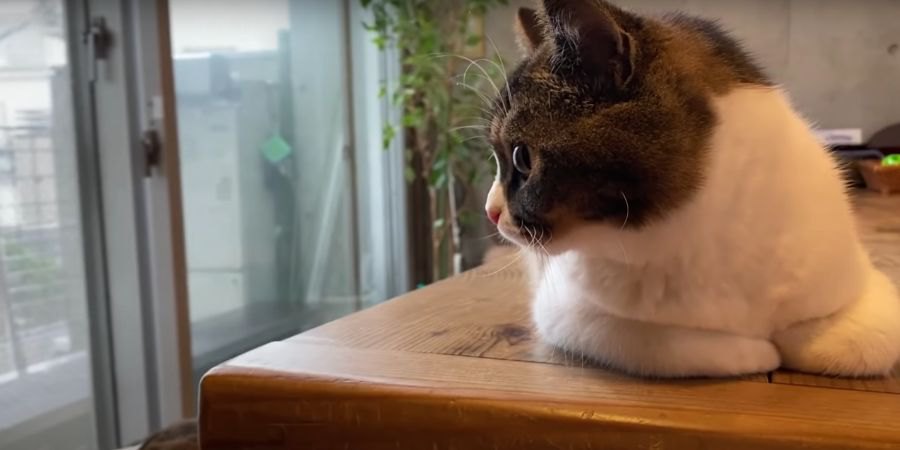 びっくり！初めて大雨を見た猫さんのリアクションがかわいい♡