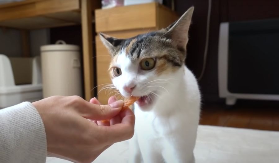 夢中でカミカミ♡おやつが気に入りすぎて掴んで離さない猫ちゃん