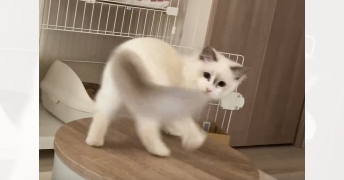小さなテーブルの上で『自分のしっぽを全力で追いかけていた猫』が次の瞬間…思わぬ光景に爆笑する人が続出「ずっと見てしまうｗ」「オチが秀逸」