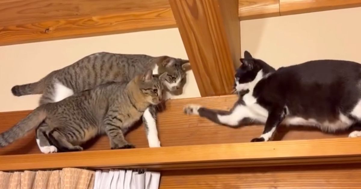 猫たちがキャットウォークの両側から歩いていって…鉢合わせした結果→微笑ましすぎる瞬間に「渋滞してて笑った」「めっちゃ可愛い」の声