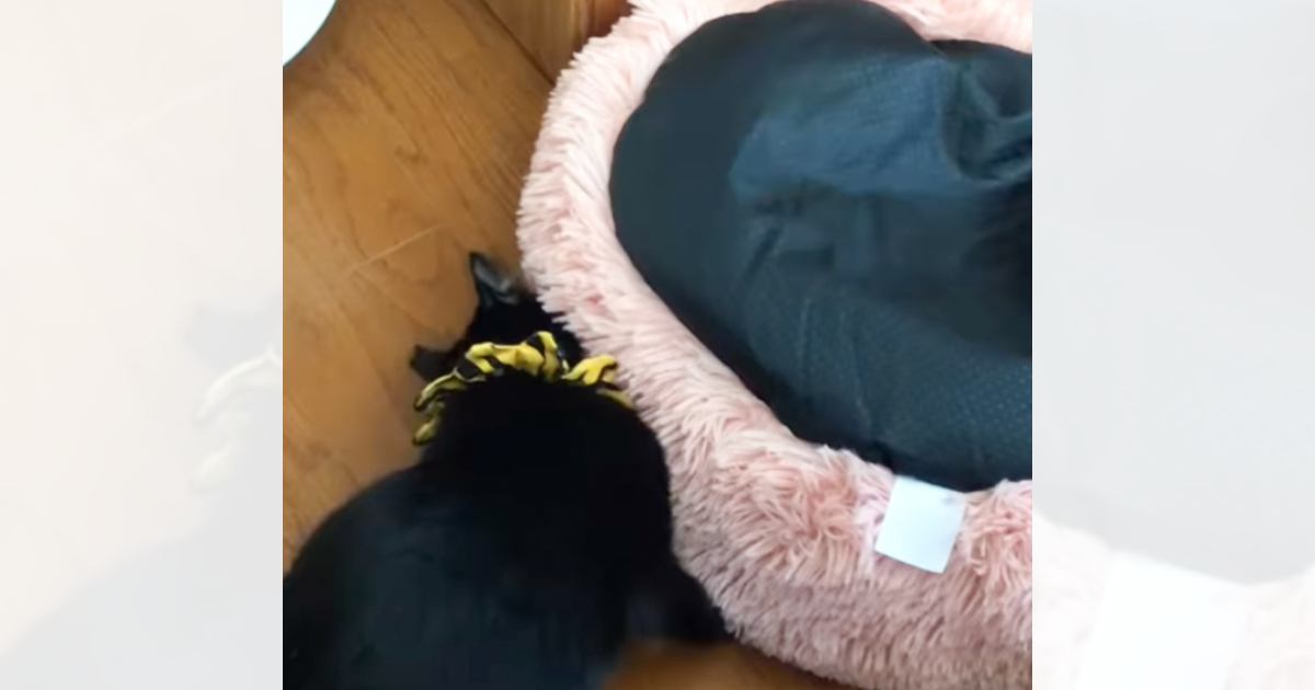 ベッドが裏返しになっていることに『気付いた黒猫』が、次の瞬間…あまりにも賢い行動に称賛の声続々「天才」「頭が良すぎる」が19万再生の反響