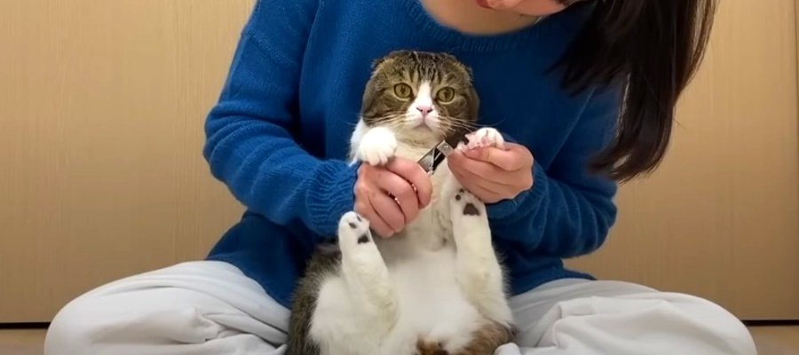 ブルブル震えちゃう！爪切りが怖い猫くん