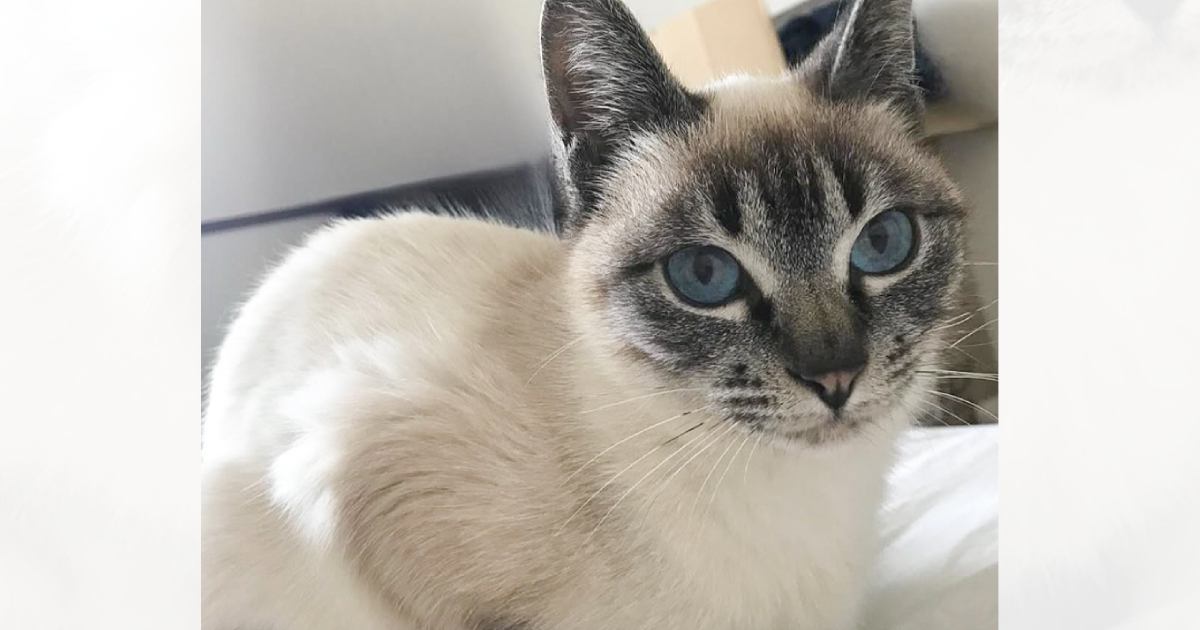 保護した当初は『体が白かった猫』→５年が経過すると……「変身しすぎｗ」「同じ猫とは思えないｗ」衝撃のビフォーアフターに驚愕の声続出