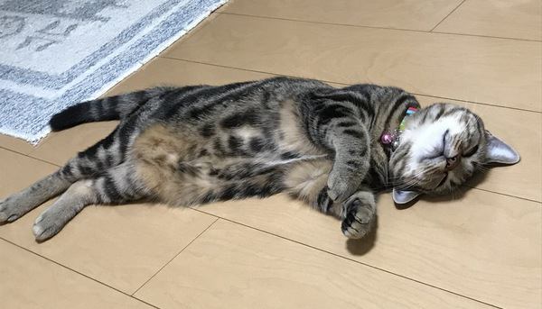 愛猫はどの寝方？猫のおもしろ寝相10選