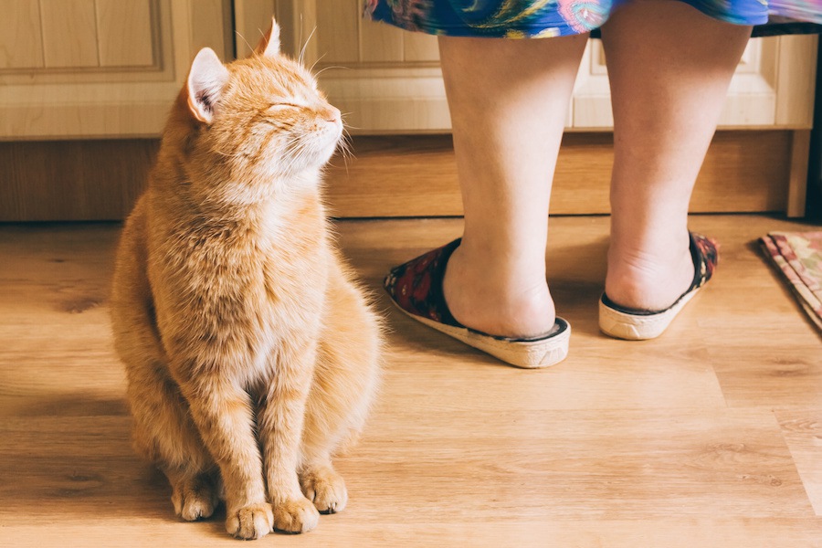 猫のキッチンマットおすすめ4選