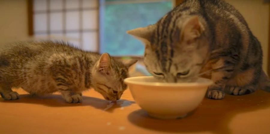 子猫ちゃん用のミルクを先住猫さんが我慢できずにぺろぺろ♡