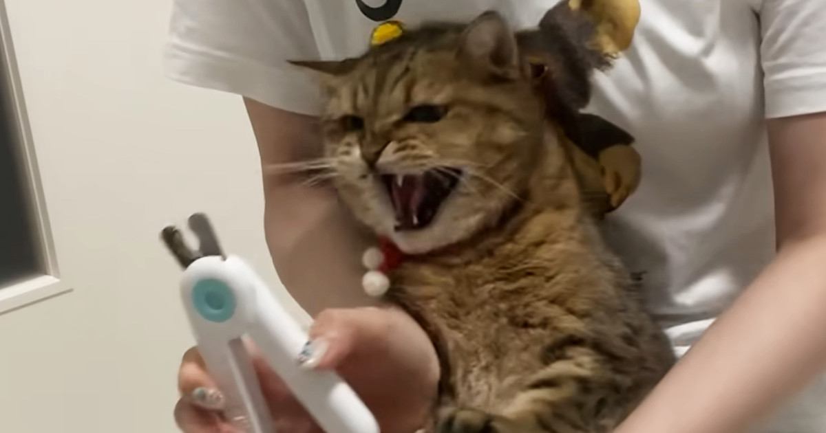 伸びてきた『爪』を切ろうとしたら…猫と飼い主の『譲れない戦い』に笑う人が続出「可愛すぎる抵抗ｗ」「一人だと中々大変だよねｗ」