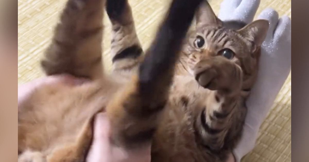 プルプルと猫の足を揺らしてあげる飼い主→『手を離す』と…まさかの反応に「永遠にやってあげたくなる」「もう全部かわいい」と28万表示