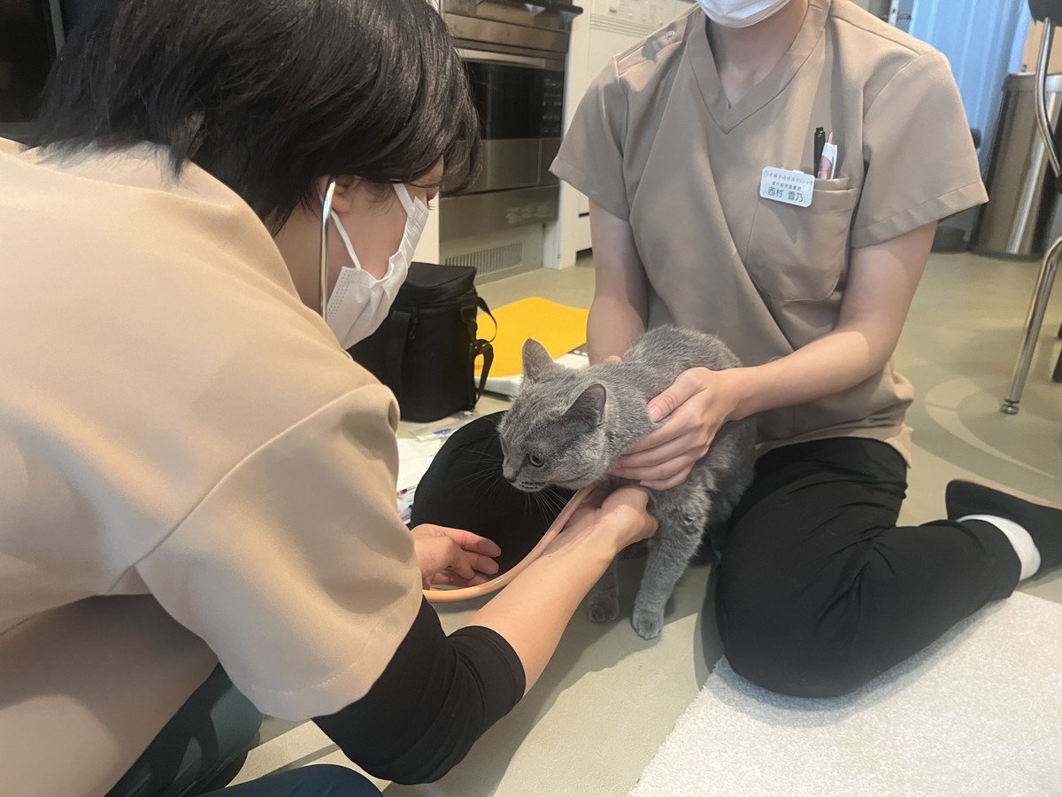 4頭の猫と暮らす筆者が体験！自宅で受ける“ストレスフリー”な健康診断とは