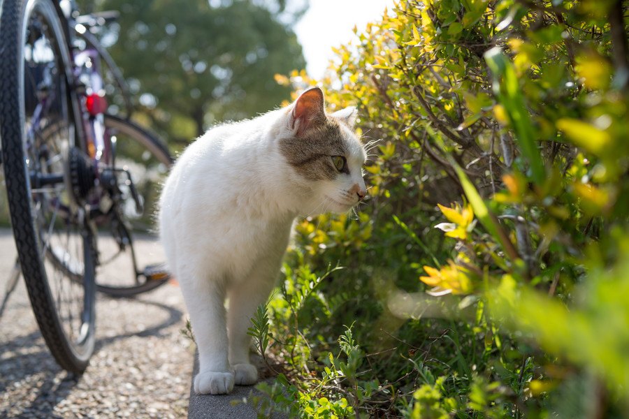 保護猫をお迎えしたら？気を付けるべきポイント6つ