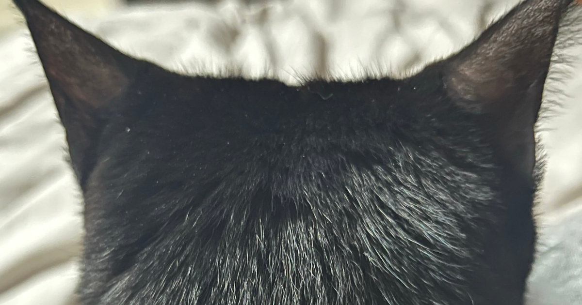 名前を呼ばれて『油断しきった顔』で振り返った猫→次の瞬間…驚きの『表情の変化』に「同じ猫じゃないみたいｗ」「わかってるなあｗ」