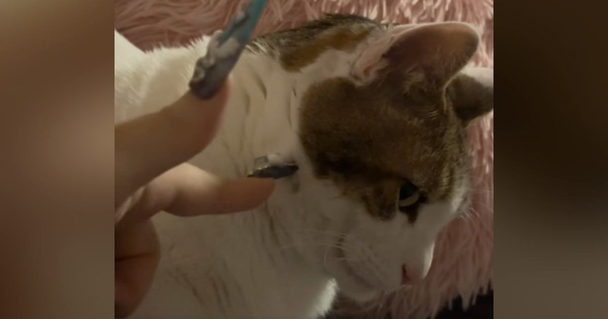 ネコに次々と『イタズラ』をしかけた結果…可愛すぎるリアクションが131万再生「めっちゃ見てて笑った」「満足感がすごい」と大反響