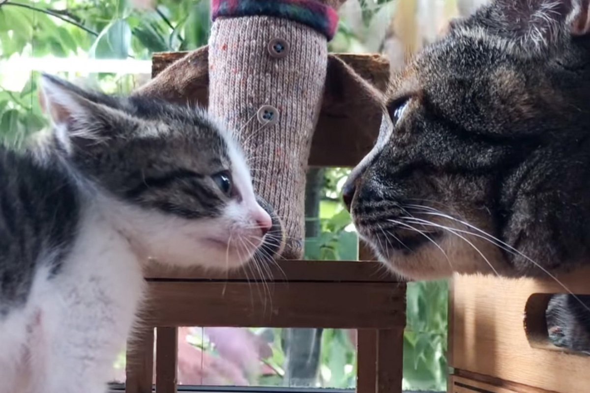 先住猫に『タイマンを挑む』小さな子猫を見守っていたら…あまりにも可愛い『結末』が103万再生「よく撮れたねｗ」「構図が完璧すぎるｗ」